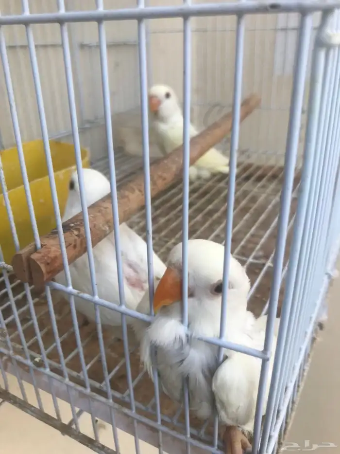 3 فروخ روز عيون حمر بعمر الشهر توي ساحبها من تحت الازواج 1