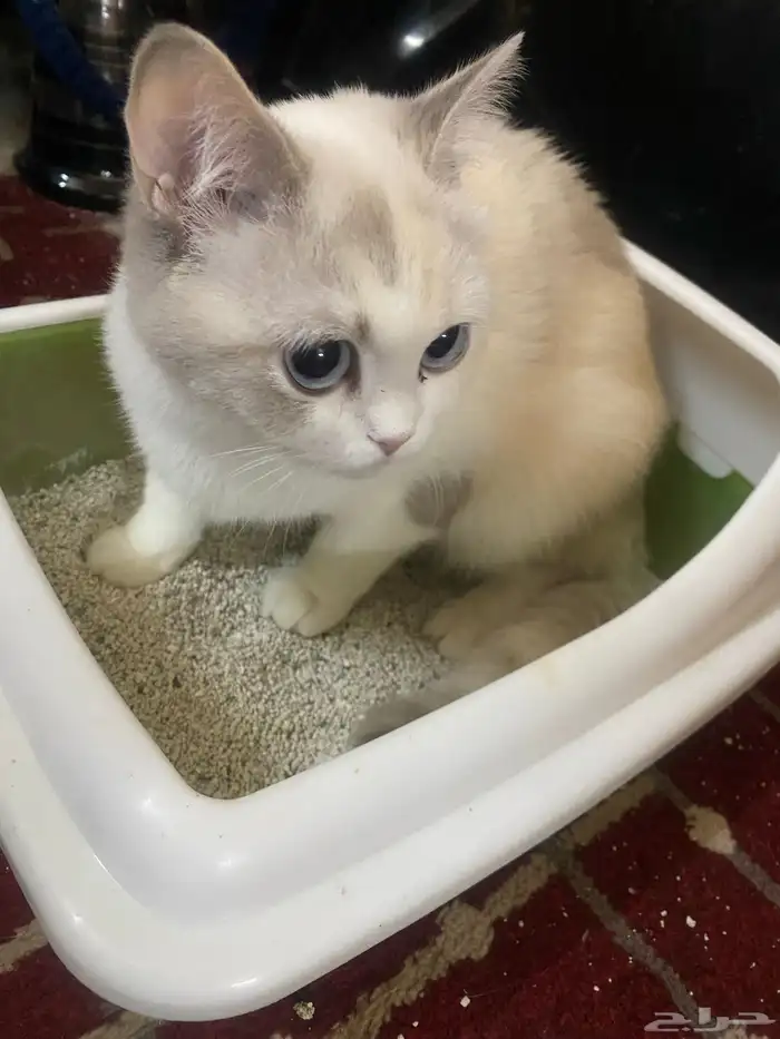 قطوتي طالبه تزاوج بروضة سدير الي عنده قط   يتواصل معي 0