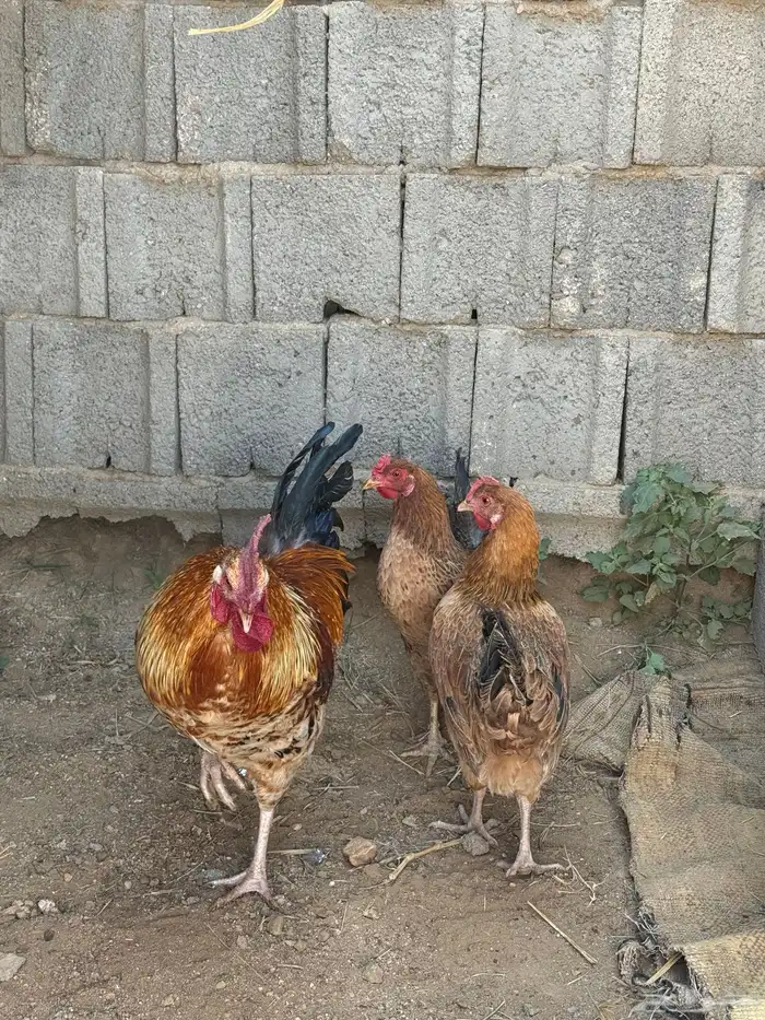 دجاج فرنسي شرط 0