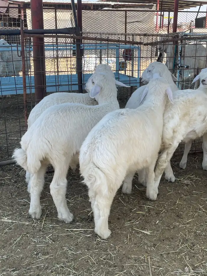 بهم حري وتيوس 13