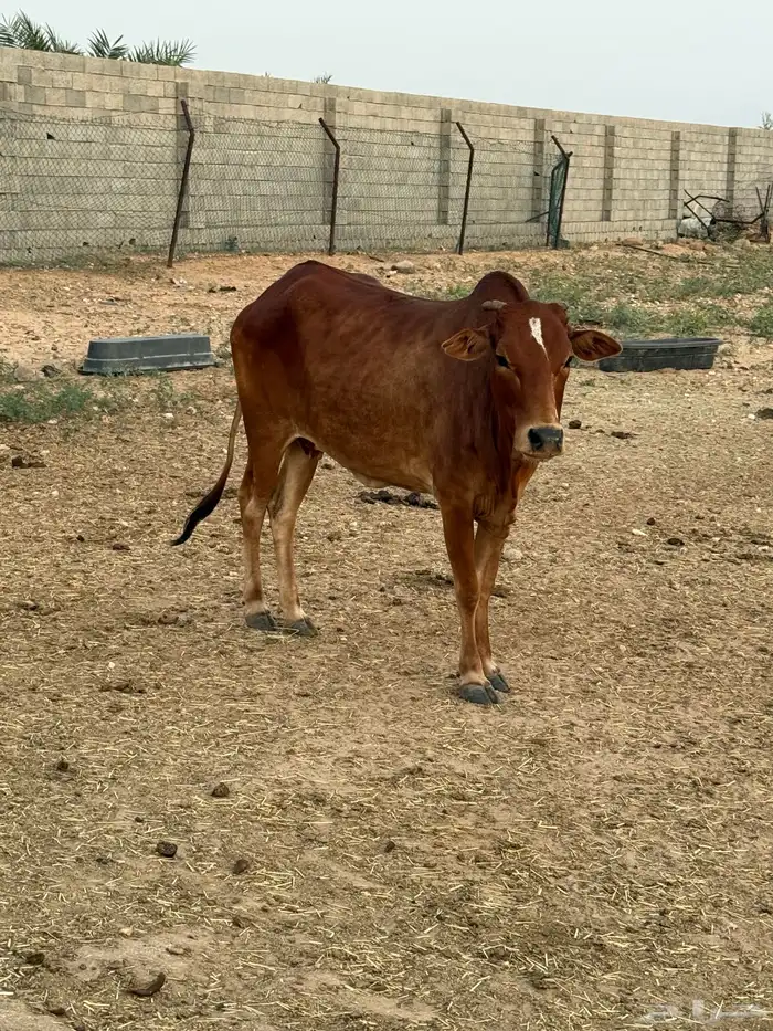 بقر رعويه 3 دفع ثنتين جامعه واحده رباع باقي 0