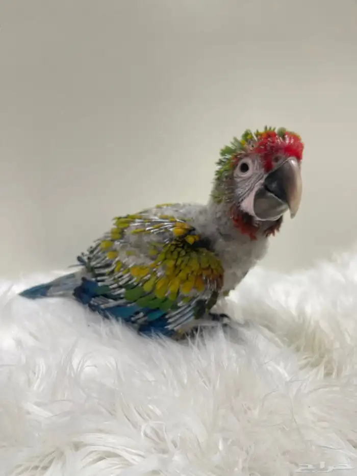 فرخ مكاو شامروخ 9