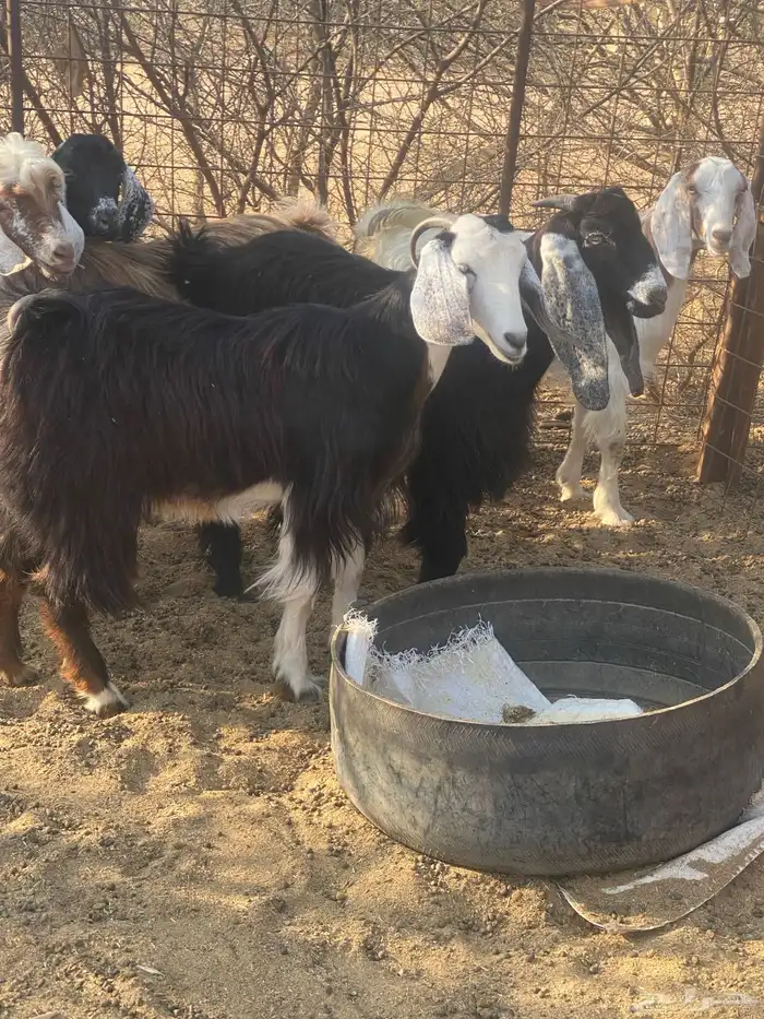 تيوس مخاصي 1