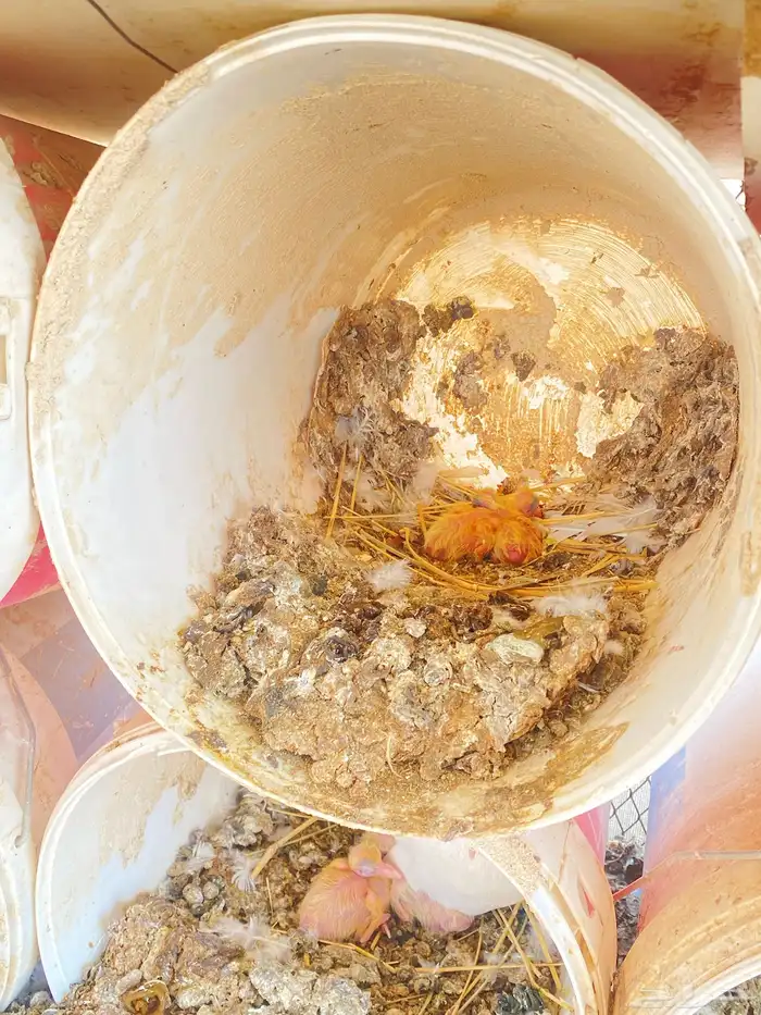 حمام فرنسي 12