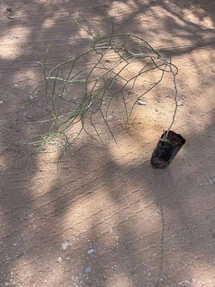 للبيع شتلات ارطى النفود 1