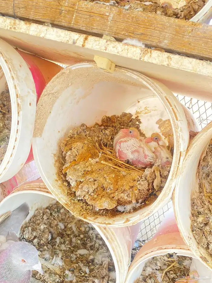 حمام فرنسي 16