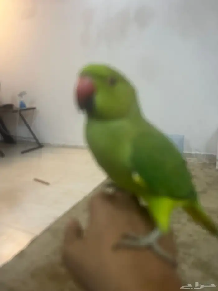 ببغاء دره أليف 3