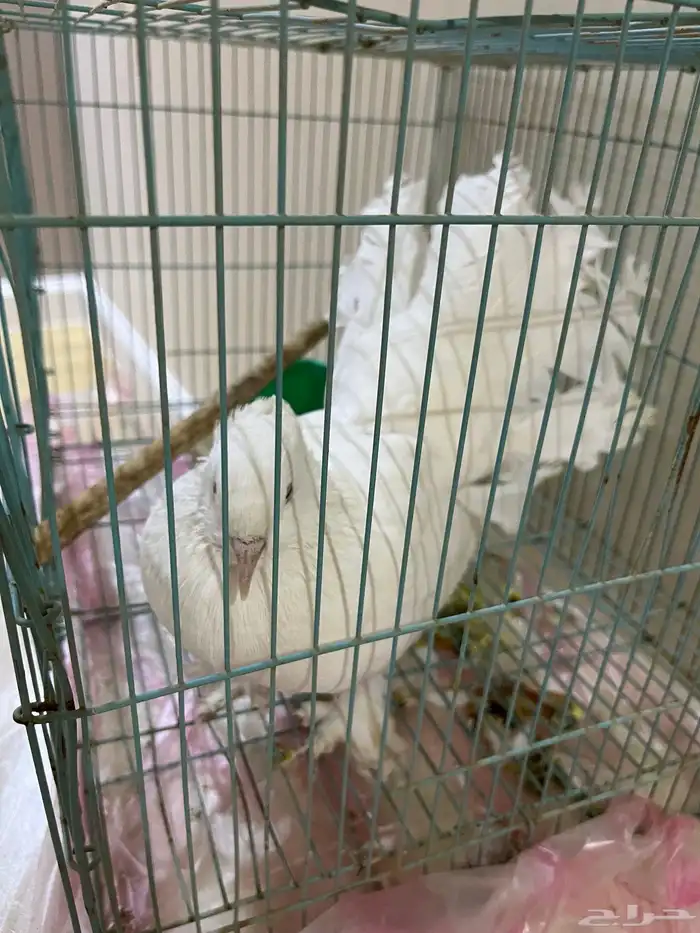 الحمام الراقص 2