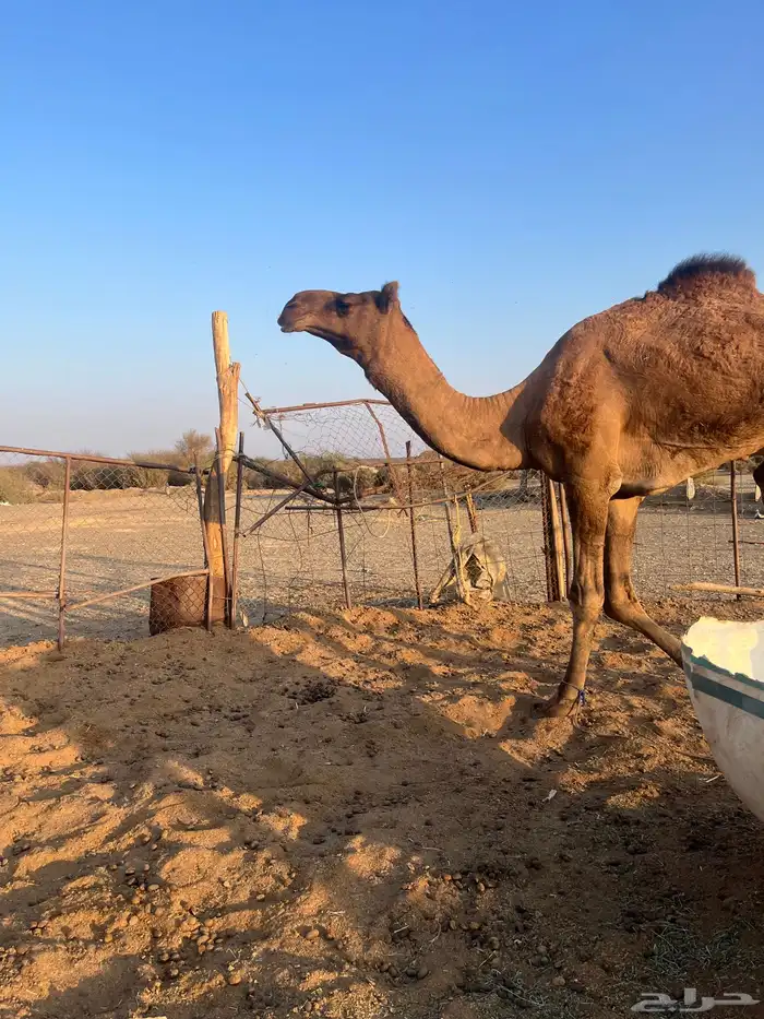 قعود فحل احمر طيب 7