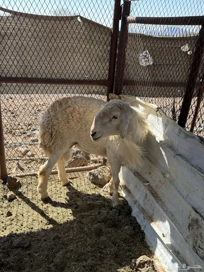 خروف للبيع فحل 0