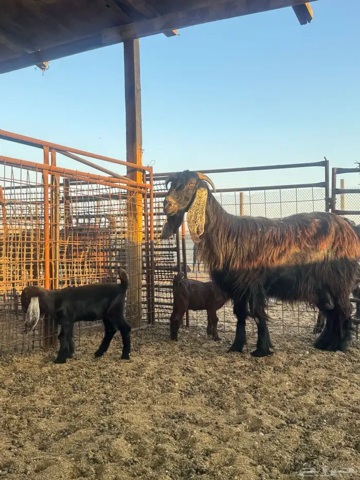 عنز متاومه 1