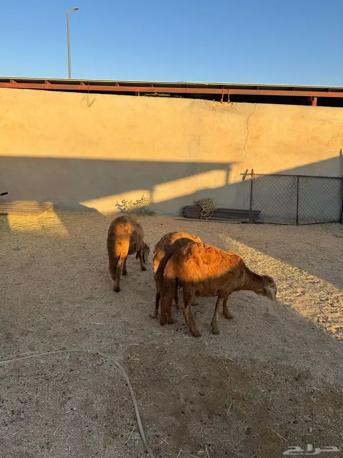 3- سواكن مرابي 3 شهور جذعان 0