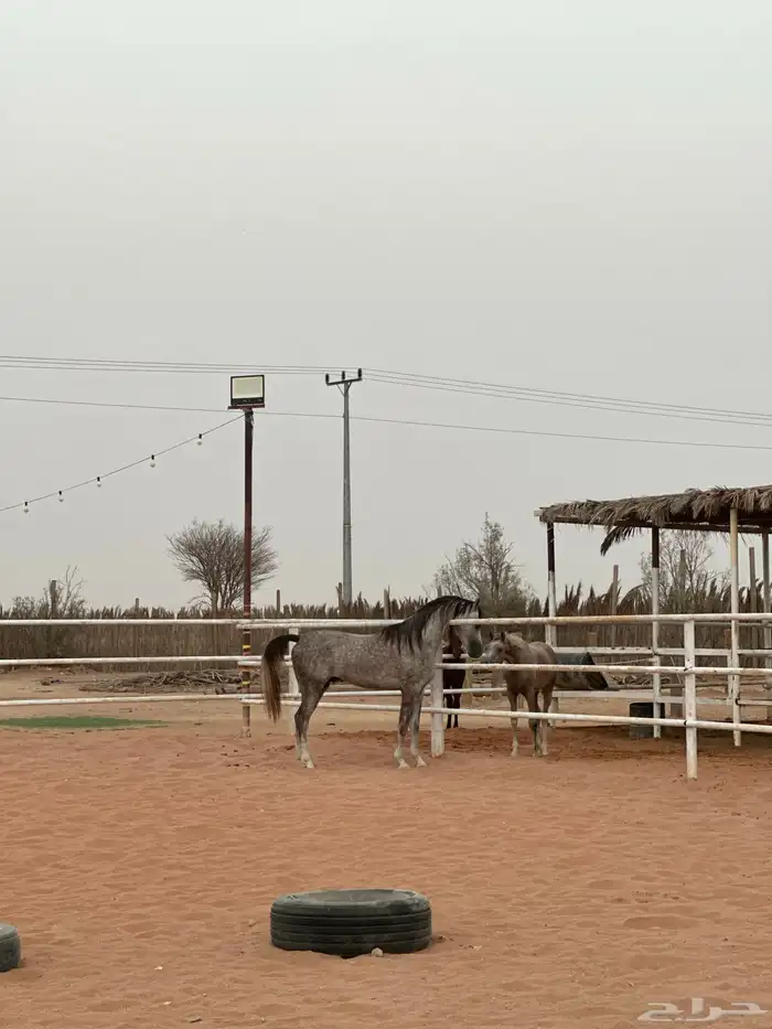 إيواء خيل ملهم 7