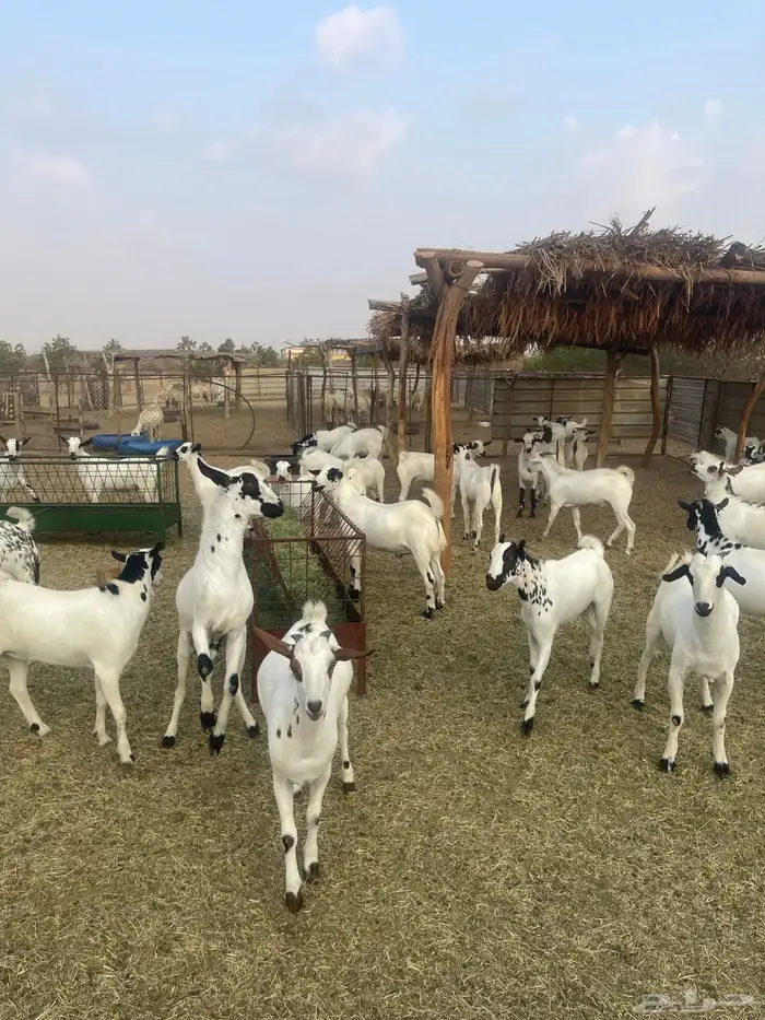 تيوس يمنيه تربيه 1