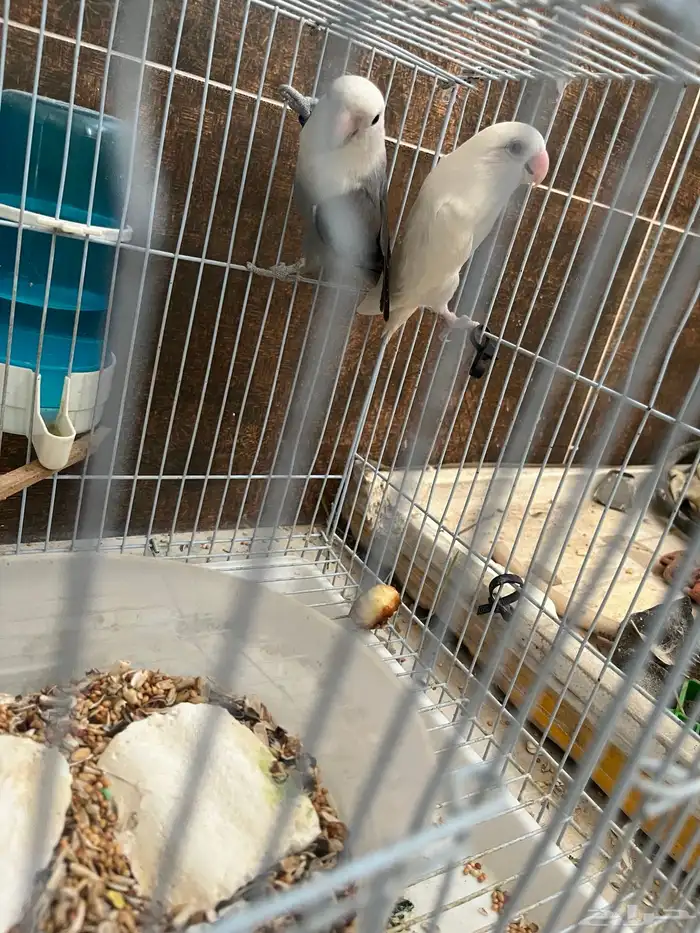 زوج روز منتج شي فاخر للي بيجهز للموسم 0