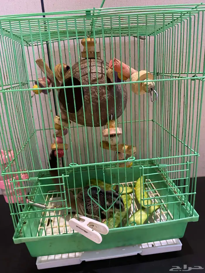 سنجاب الطائر 0