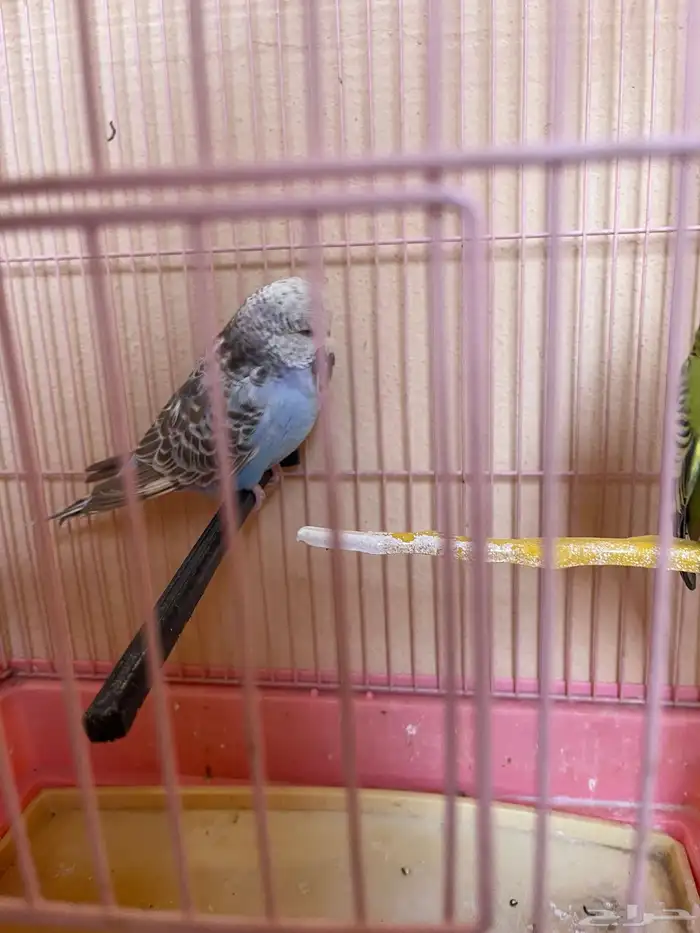 زوج بادجي انقليزي-انجليزي 3