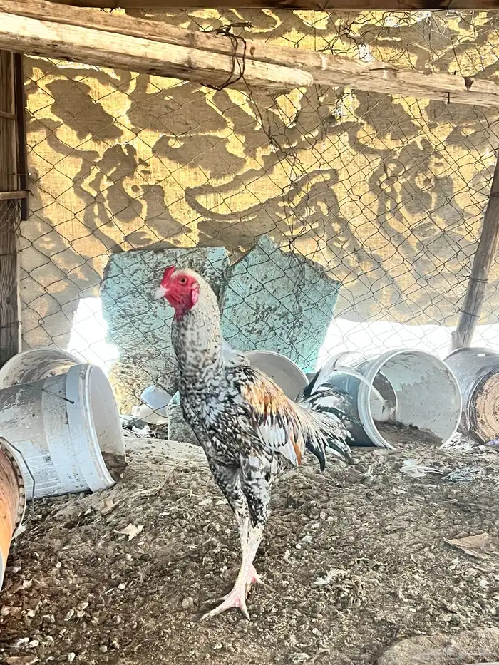 دجاج باكستناني 15