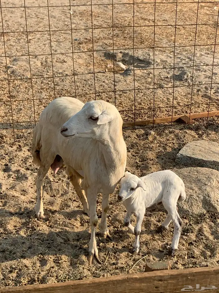 للبيع غنم حريات صنف ورخله والد 10