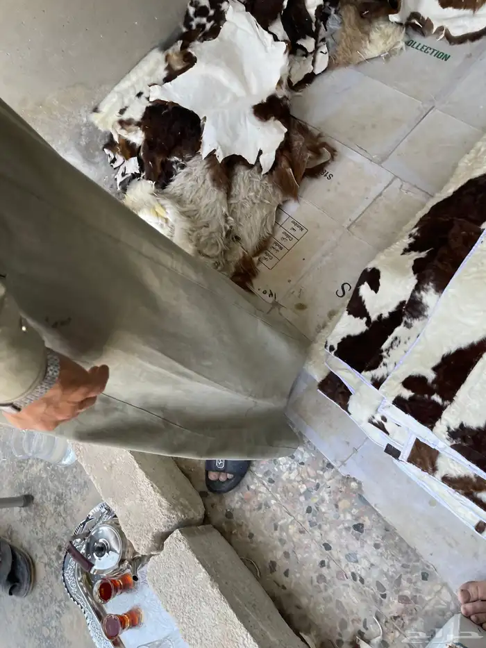 فروة فروات طفيلي غنم تفصيل ملكي 4