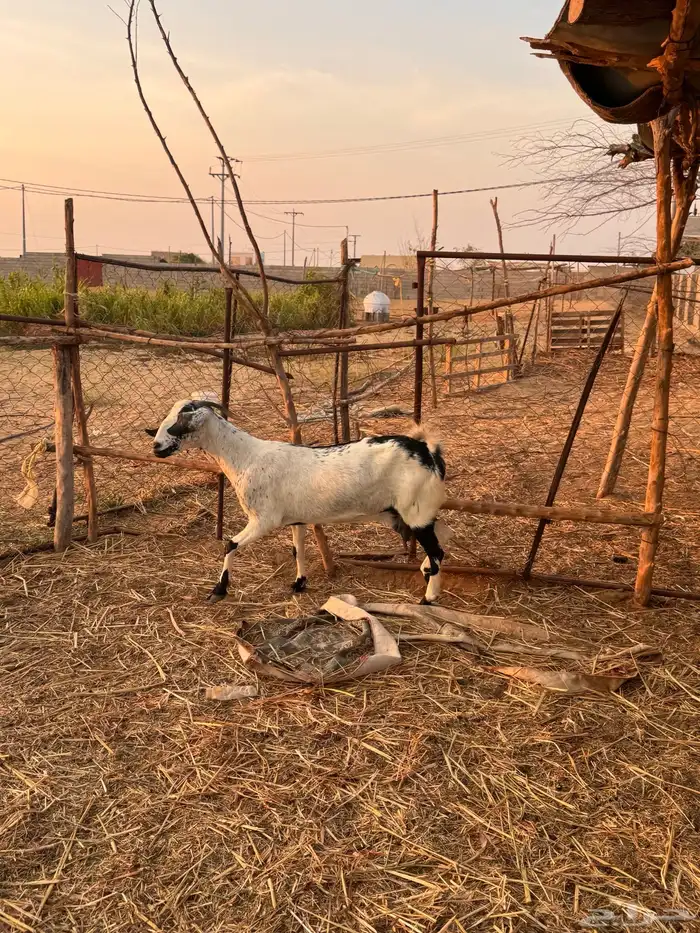 2 معزا دفاع مقاريب ( تم البيع ) 4