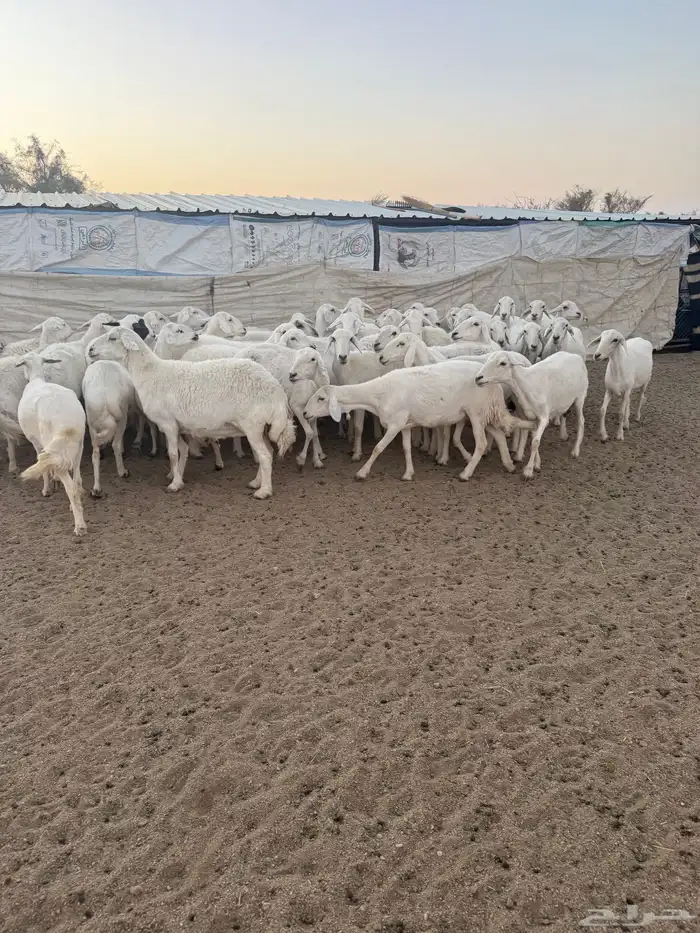 غنم ضان كفو 0