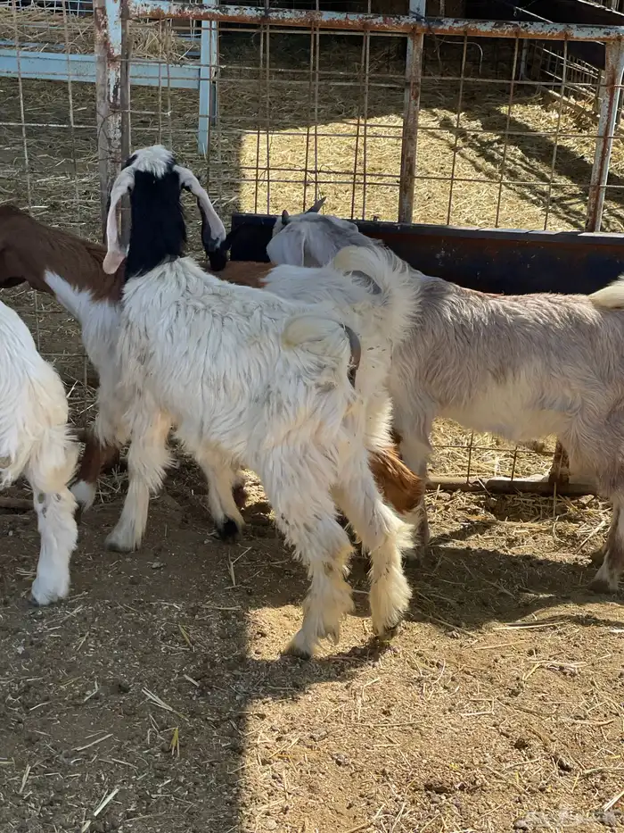 بهم حري وتيوس 29