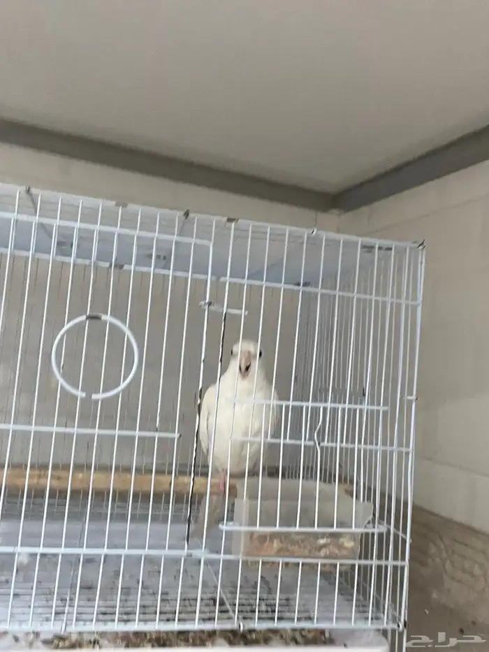 كروان للبيع 1