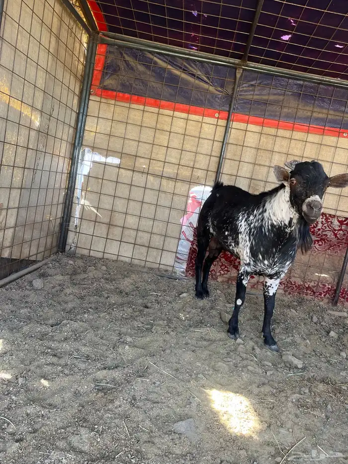 تيس فحل جنوبي 0