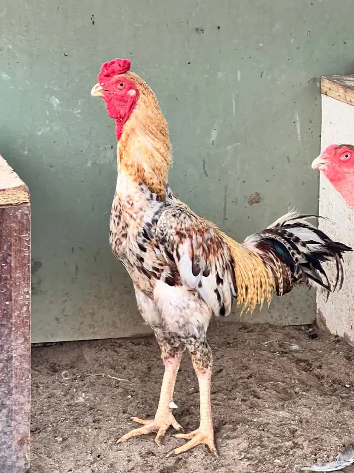 دجاج باكستناني 17