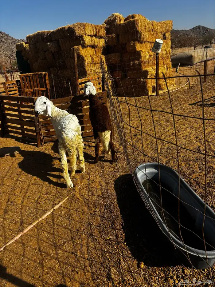 الشميسي طريق الخواجات 1