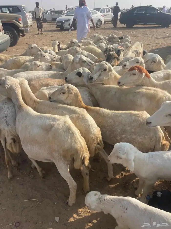 ضان مقاني مراح واحد 65 وتحتها 9 3