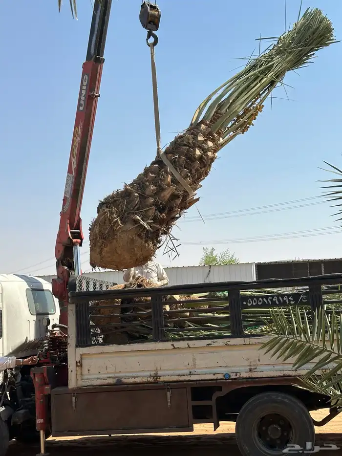 توريد وتركيب نخل لجميع المناطق مثمر 6