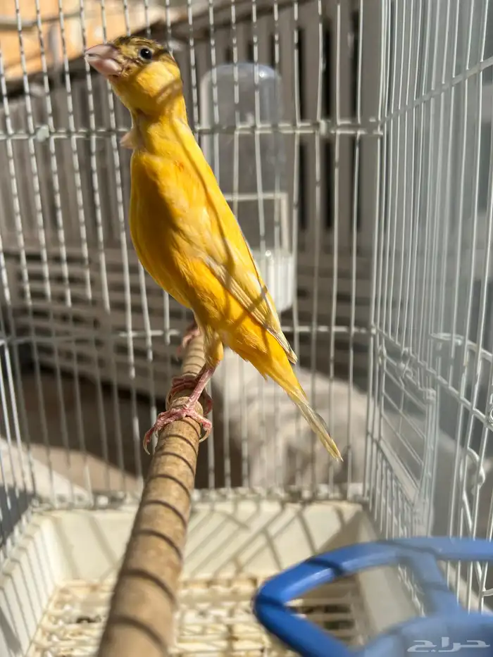 انثى كناري سوري جاهزة(تم البيع) 0