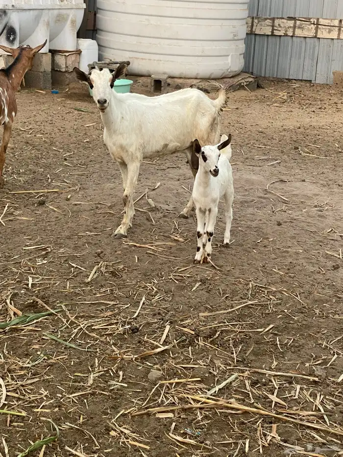 ماعز البيع مع جديه على سوم 1