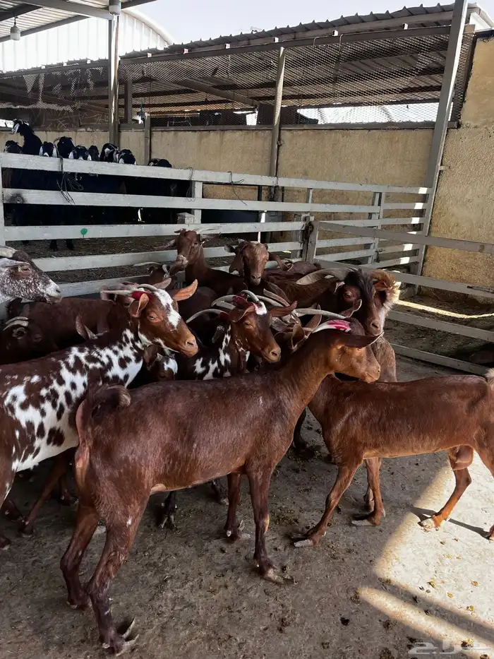 معزا جنوبيه 3