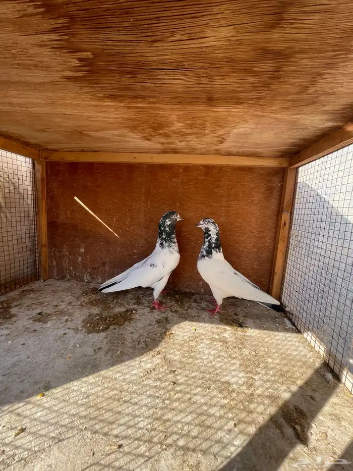 زوج باكستاني منتج 2