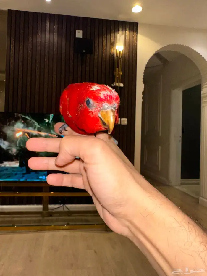 فروخ لوري رد (طافي احجام تب التب)هدد قريب 5