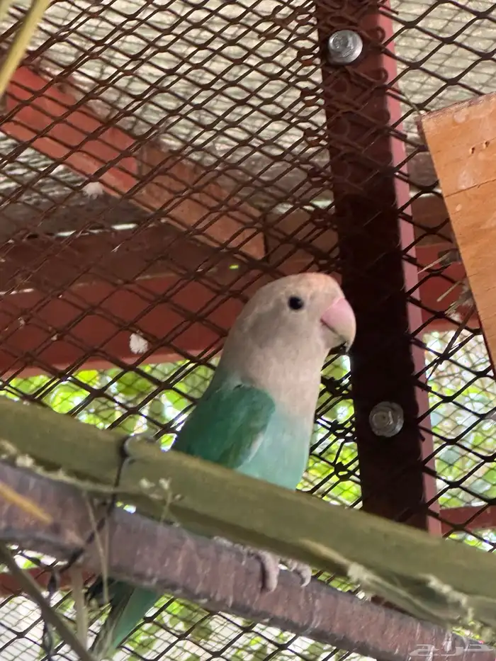 روز عيون حمر منتج 1