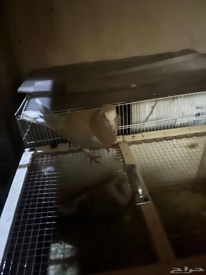 حمام صحت شرط ما ادري و الله وش نوعه بس الحمام 2