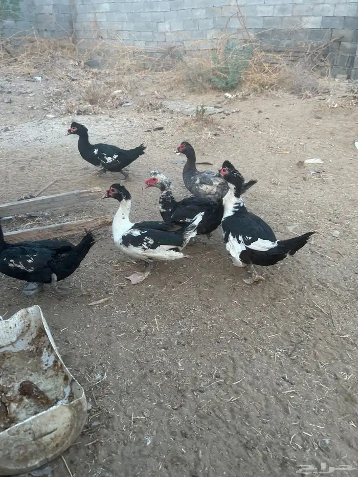 ذكور بط احجام كبيره للبيع مكه الجموم 0