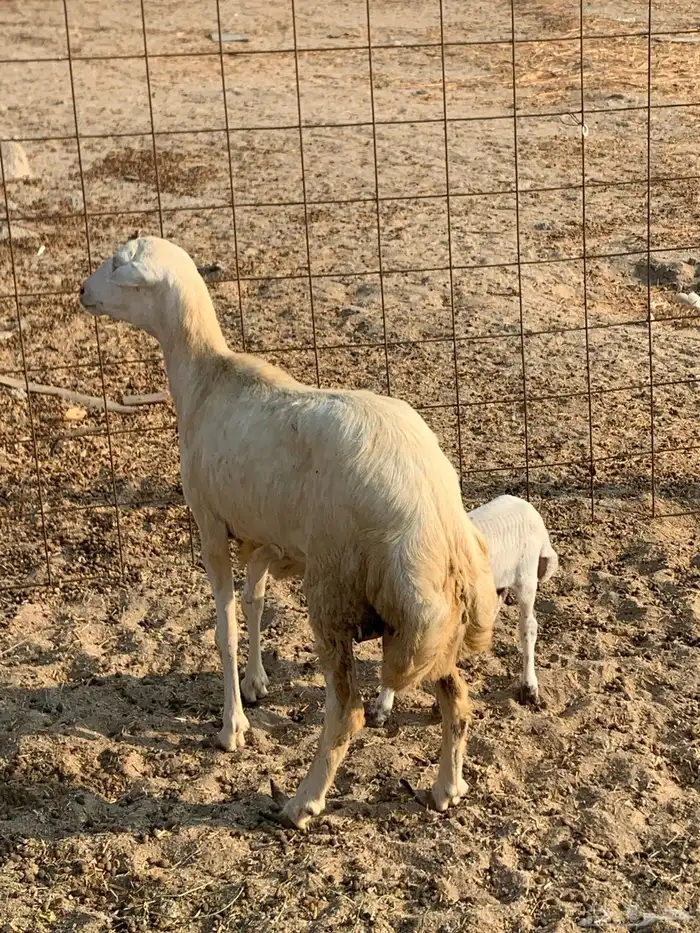 للبيع غنم حريات صنف ورخله والد 12