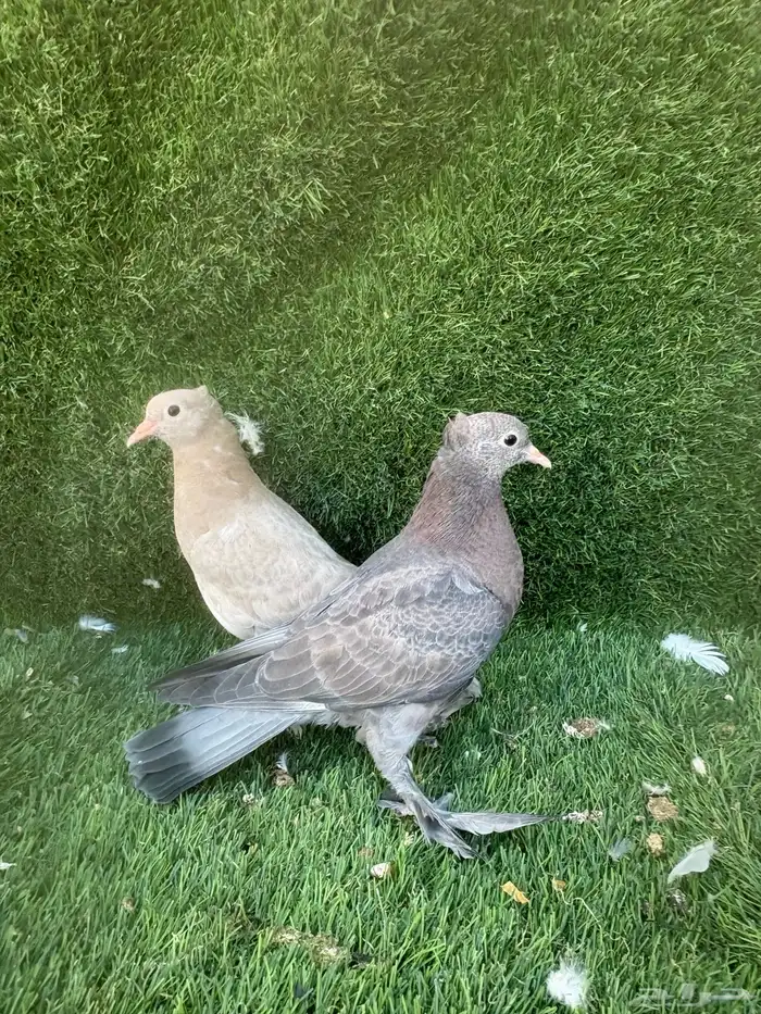 حمام صنعاني 0