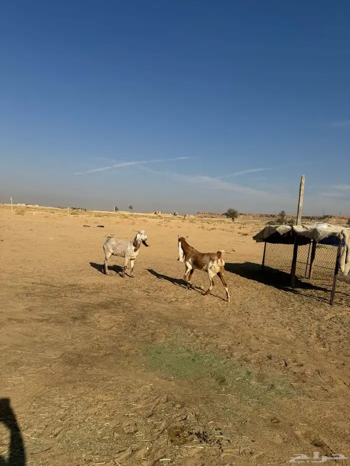 اعرض لكم المعزاء طيبه وحده ثنيه وحده رباع 6