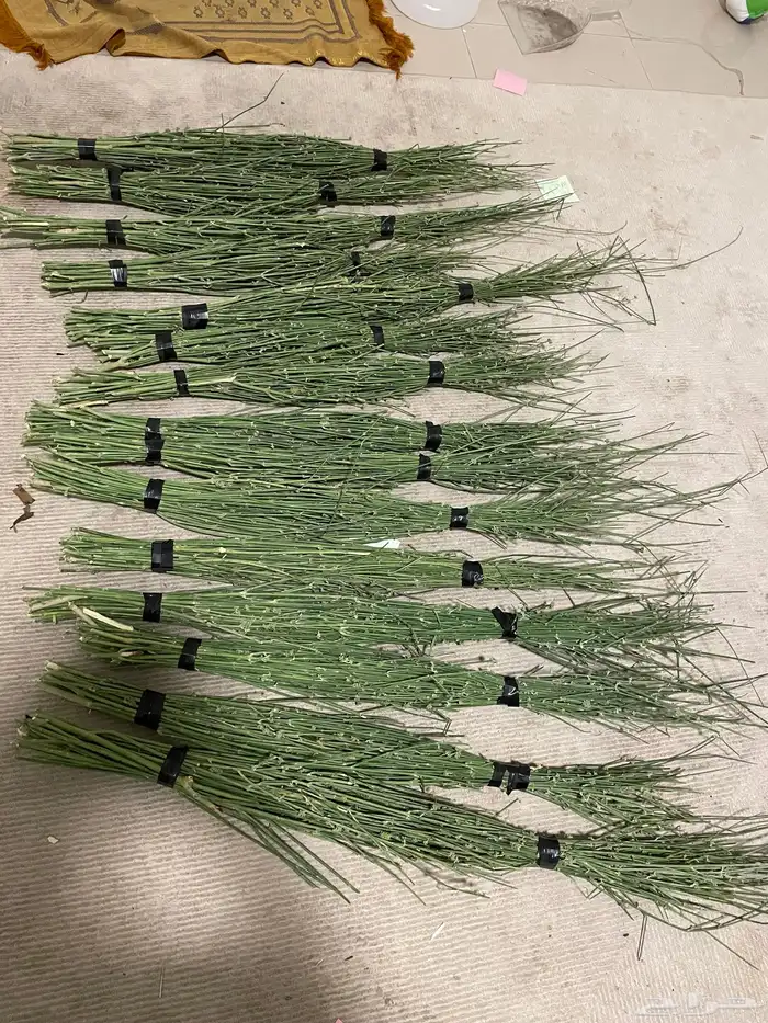 مرخ جديد وطازج 8