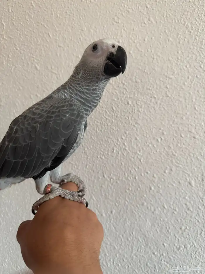 ترويض و فندقة ببغاوات خبرة 11 سنة 10