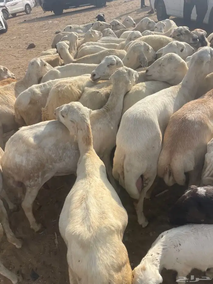 ضان مقاني مراح واحد 65 وتحتها 9 4