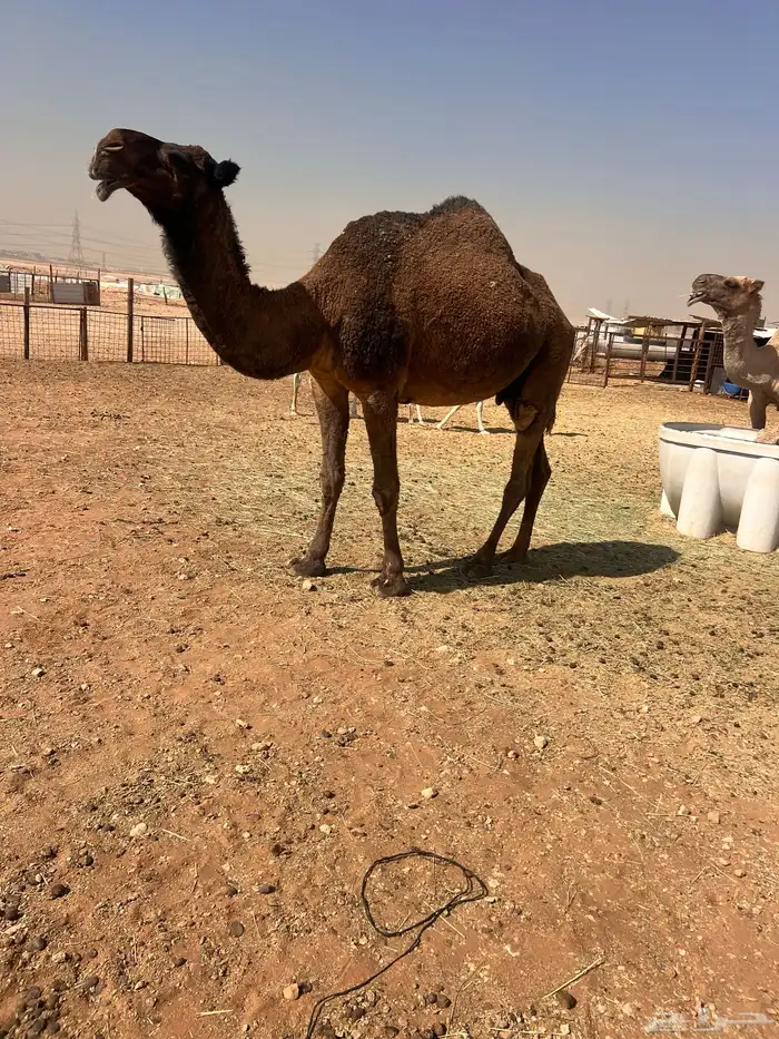 ناقه صفرا ضروبه 2