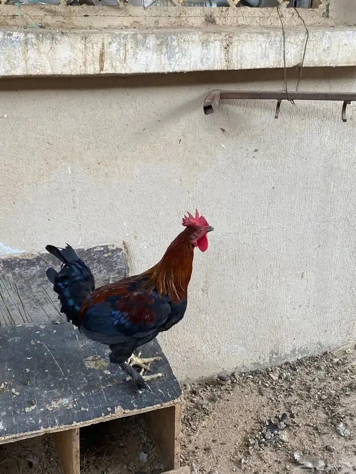 اعرض لكم 10 دجاج 4 دياكه وإنتاج كلها 0