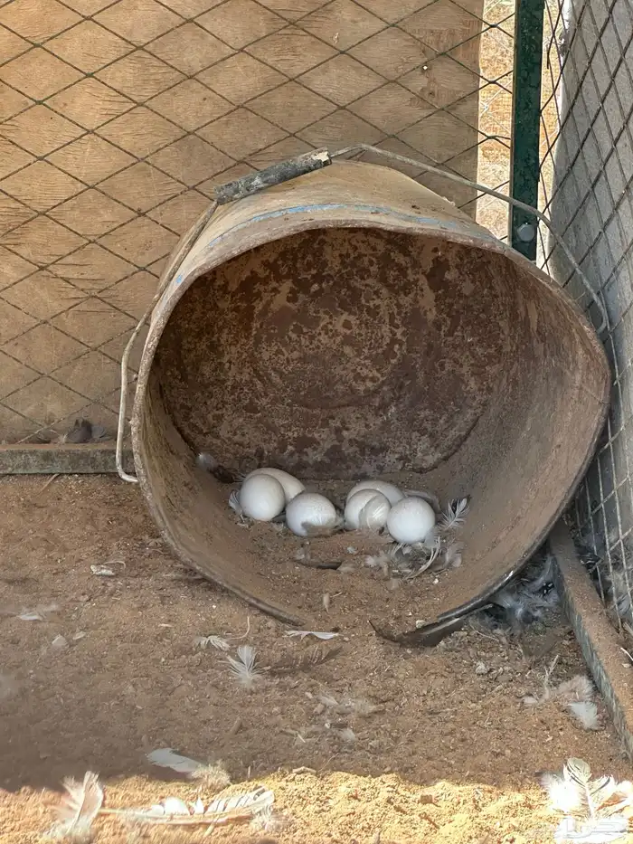 دجاج حبحب كويتي 5